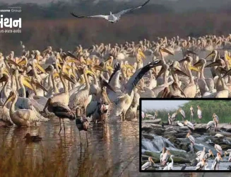 જામનગરના વિશ્વવિખ્યાત ખીજડીયા પક્ષી અભયારણ્યમાં બે દિવસીય પક્ષી ગણતરીનો પ્રારંભ