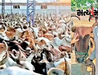 સૌરાષ્ટ્રમાં દુષ્કાળ વચ્ચે રાજકોટ આશ્રમે ખેડૂતો ભીની આંખે ૬૦૦૦ બળદો મૂકી ગયા