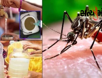 રાજકોટમાં એડીસ મચ્છરોનો ઉપદ્રવ: ડેન્ગ્યુ-મેલેરિયાના વધુ 2 કેસ સાથે સિઝનનો આંક ૩૬ પર પહોંચ્યો