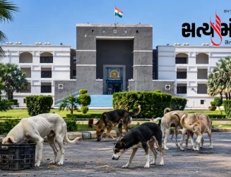શ્વાન નિયંત્રણ ડેટા મુદ્દે ગુજરાત સરકારના અધૂરા એફિડેવિટ સામે હાઈકોર્ટના તીખા સવાલો
