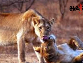 ગીરના સિંહોમાં બબેસિઓસિસનો ખતરો: બે સિંહના મોતની શંકા, 17 સિંહ આઇસોલેશનમાં
