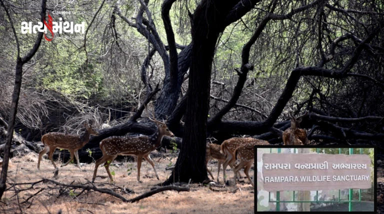 મોરબીનું રામપરા વન્યપ્રાણી અભ્યારણ્ય બન્યું જૈવ વૈવિધ્યનું જીવતું ઉદાહરણ: સિંહ–દીપડાથી લઈને 100થી વધુ પ્રજાતિઓનો સુરક્ષિત વસવાટ