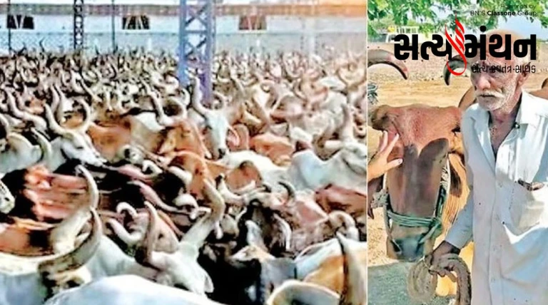 સૌરાષ્ટ્રમાં દુષ્કાળ વચ્ચે રાજકોટ આશ્રમે ખેડૂતો ભીની આંખે ૬૦૦૦ બળદો મૂકી ગયા