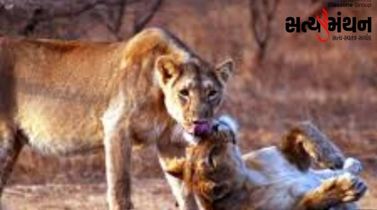 ગીરના સિંહોમાં બબેસિઓસિસનો ખતરો: બે સિંહના મોતની શંકા, 17 સિંહ આઇસોલેશનમાં