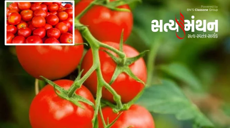 દિલ આકારના 'પુસા ટમેટા હાઇબ્રિડ 6'ની નવી જાતથી ખેડૂતો પર રૂપિયાનો વરસાદ થશે